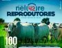 Remate ir ofertar 100 reprodutores Nelore PO e 4 reprodutores da raa Gir Leiteiro PO.