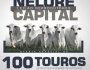 Leilo Nelore Capital