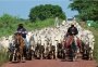 Gado no Pantanal