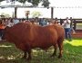 Acadmicos observam touro reprodutor durante visita tcnica