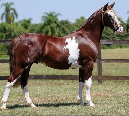 Cabanha Maufer ofertará 22 lotes de cavalos crioulos em leilão virtual