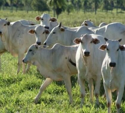 ABPO e Semagro apresentam programa que valoriza gado do Pantanal